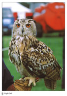 Eagle Owl postcards